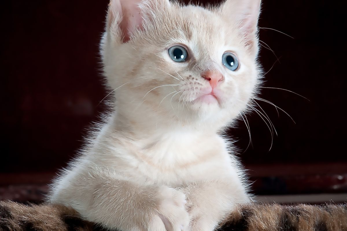 A cream-coloured cat looking towards the camera