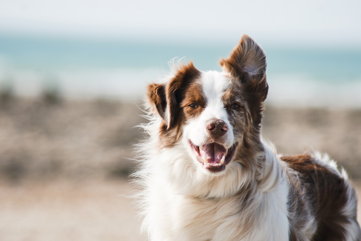A happy dog sitting by the sea